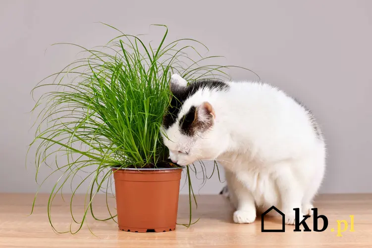 Trawa w doniczce z kotem, a także trawy ozdobne w doniczkach i sadzenie oraz uprawa