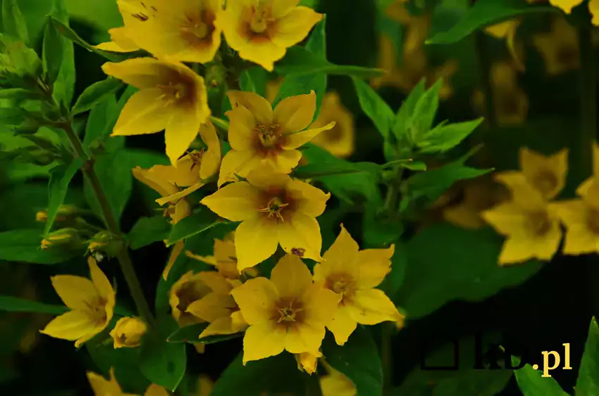 Żółte kwiaty tojeści pospolitej