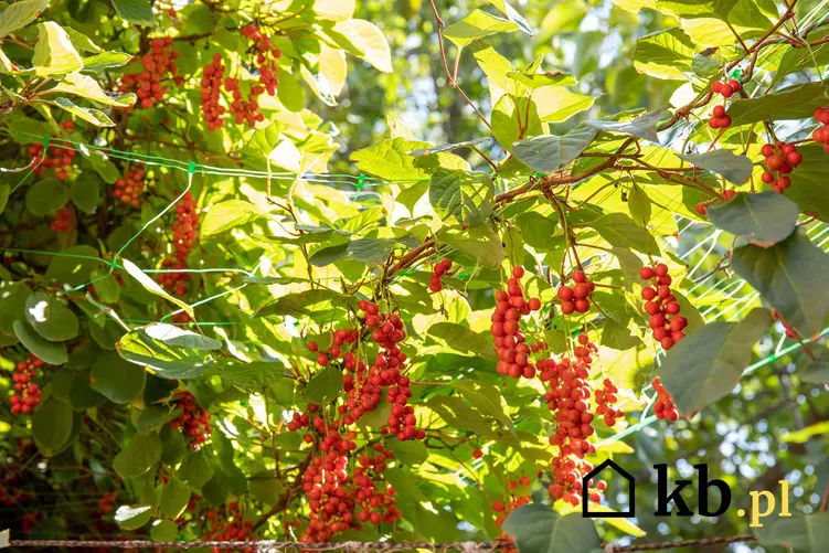 Krzew cytryniec chiński w ogrodzie, a także owoce, zastosowanie, pielęgnacja i uprawa