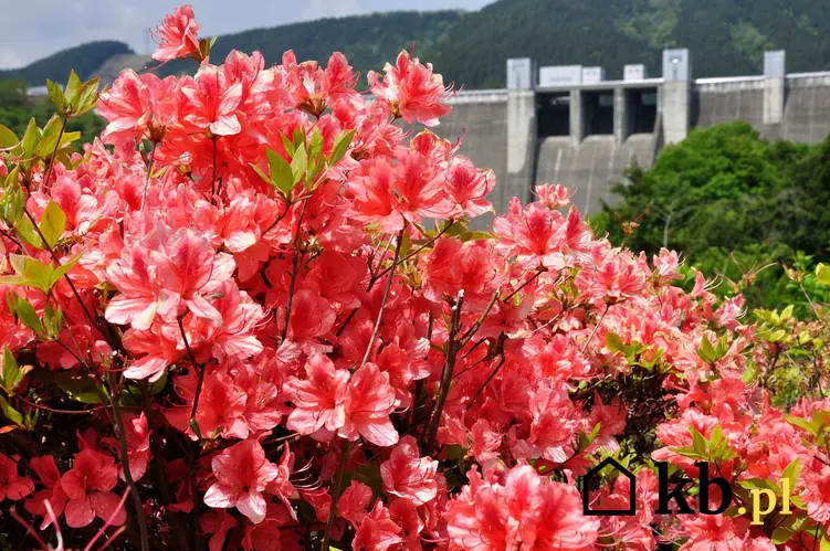 Azalie japońskie w ogrodzie, a także najpiękniejsze krzewy ozdobne TOP 10