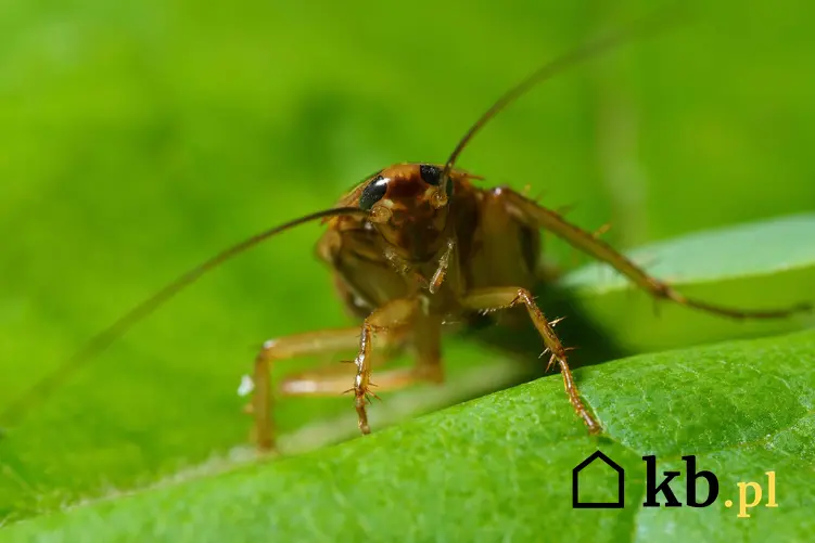 Prusak na liściach, a także TOP 4 metody zwalczania prusaków i najlepsze sposoby na karaluchy