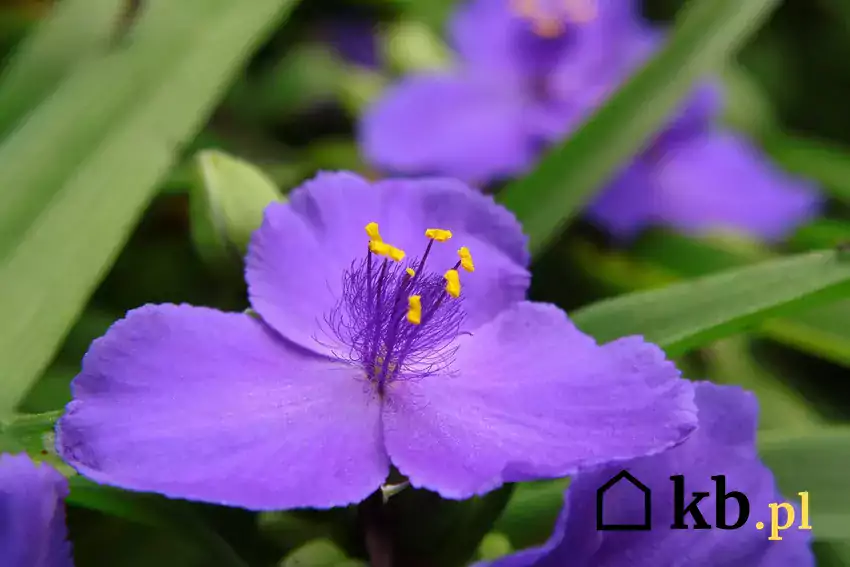 Fioletowe kwiaty trzykrotki wirginijskiej
