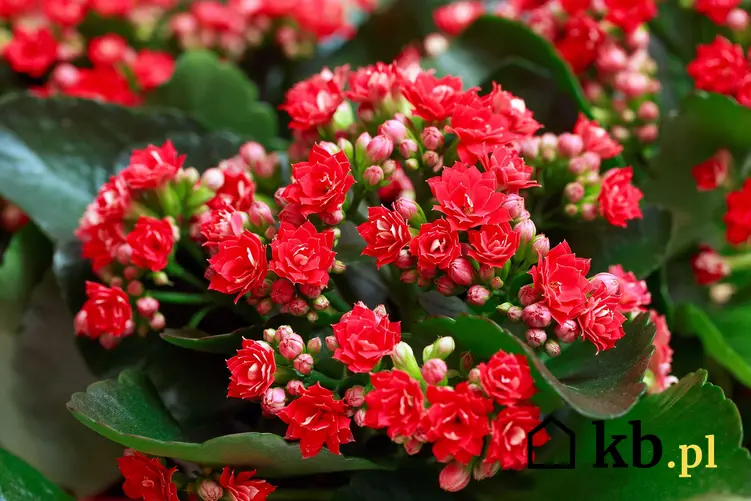 Kalanchoe Blossfeldiana o czerwonych kwiatach, a także opis, wymagania i uprawa rośliny