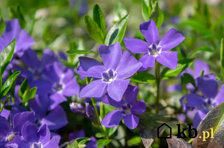 Fioletowe kwiaty barwinka pospolitego oraz uprawa rośliny w ogrodzie oraz jej opis