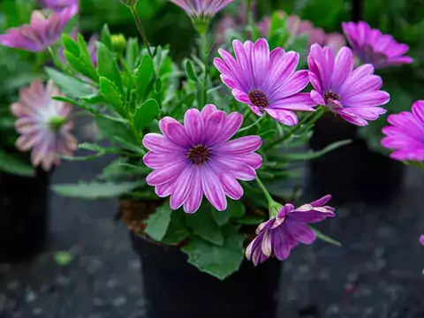 Osteospermum (stokrotka afrykańska) - uprawa i porady