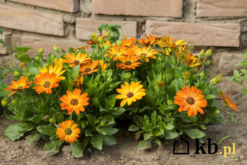 Pomarańczowe Osteospermum w ogrodzie