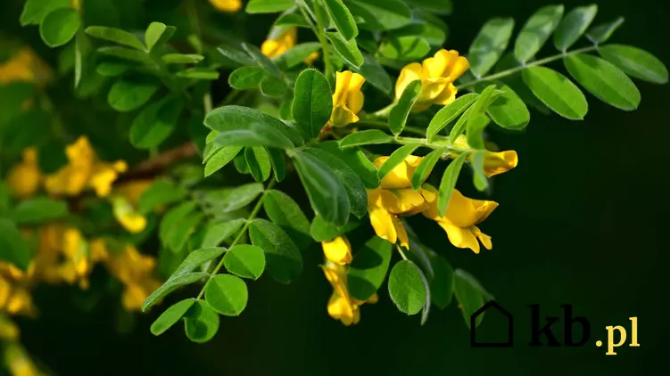 Żółte kwiaty akacji syberyjskiej, a także karagana syberyjska, pochodzenie, sadzenie, uprawa