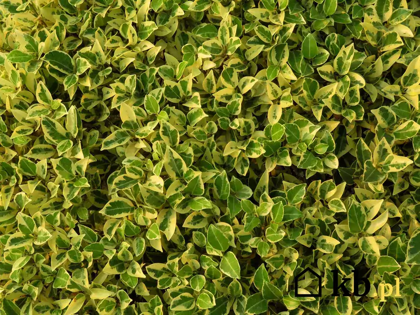 Zielono-żółte liście trzmieliny japońskiej