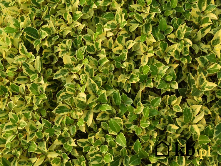 Trzmielina japońska o zielono-żółtych listkach, a także zdjęcia rośliny, opis i uprawa