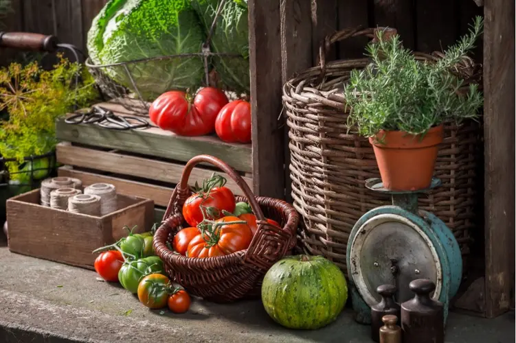 warzywa przechowywane w piwnicy