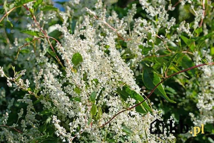 Rdest Auberta o drobnych białych kwiatach, a takze opis gatunku, wymagania i stanowisko