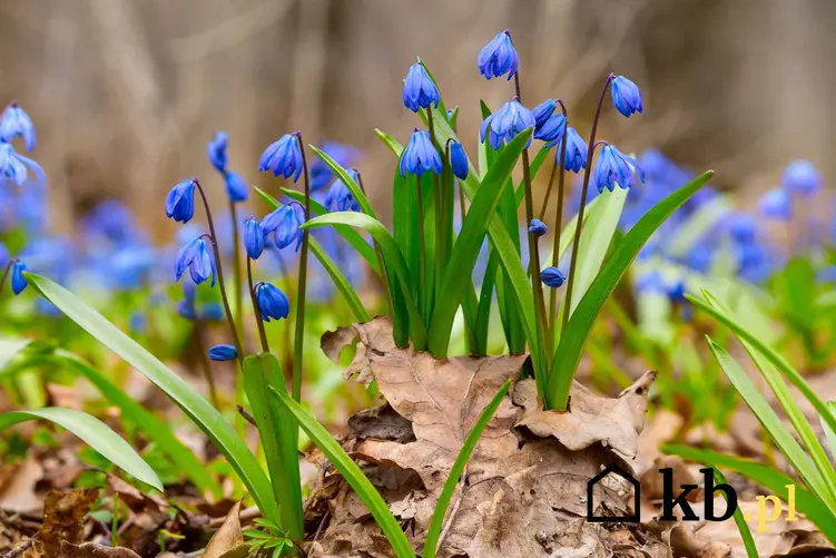 Niebieska cebulica syberyjska w ogrodzie, a także opis rośliny, wymagania i sadzenie krok po kroku
