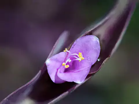 Uprawa i pielęgnacja trzykrotki purpurowej