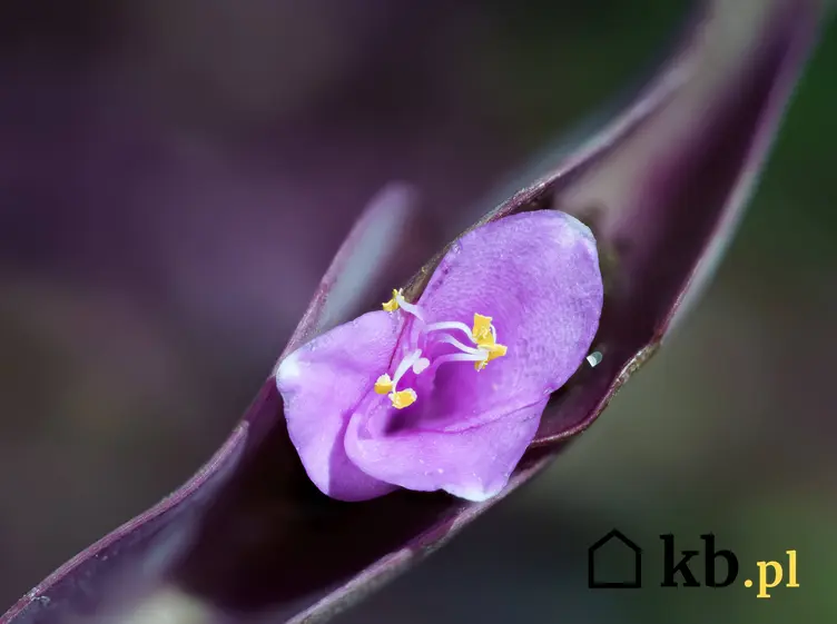 Kwiat trzykrotka purpurowa w domu oraz jakie są jego podstawowe wymagania dotyczące pielęgnacji