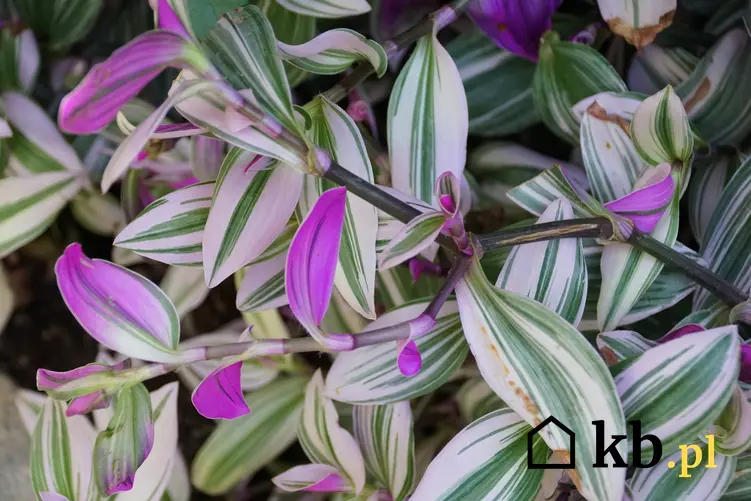 Trzykrotka Nanouk jako jeden z ciekawszych kwiatów doniczkowych, a także jego uprawa, pielęgnacja i wymagania