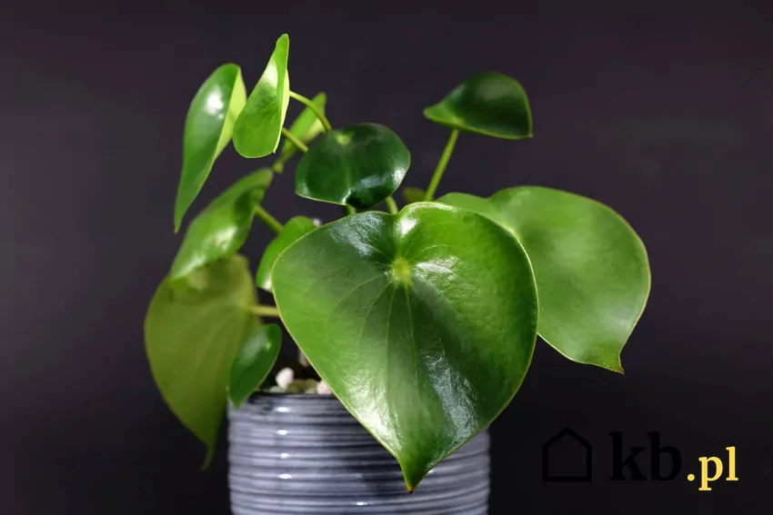 Peperomia polybotrya w doniczce