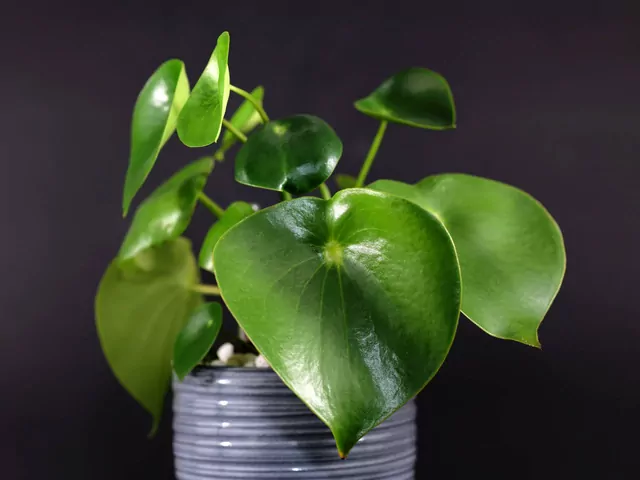 Peperomia polybotrya - uprawa i wymagania
