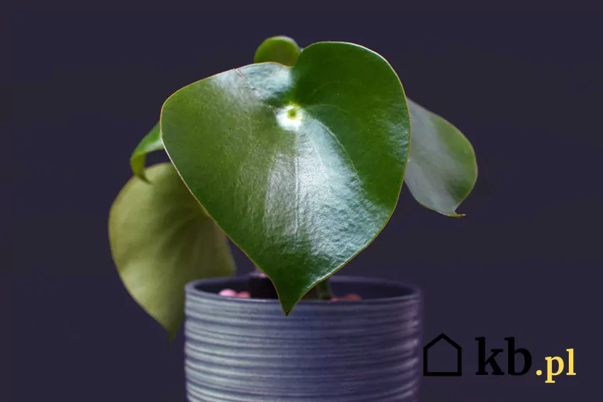 Peperomia Polybotrya i inne odmiany