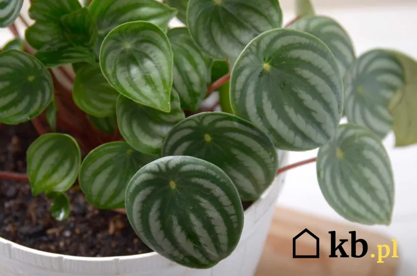 Peperomia Watermelon - najpiękniejsze odmiany