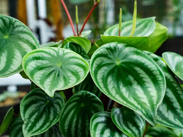 Peperomia Watermelon - uprawa i wymagania