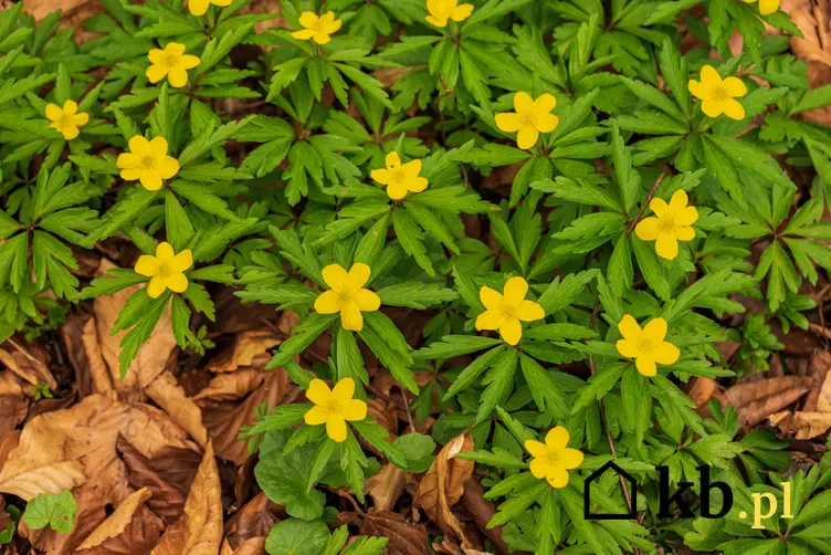 Kwiat zawilec żółty w czasie kwitnienia w ogrodzie, a także jego uprawa i pielęgnacja w ogrodzie