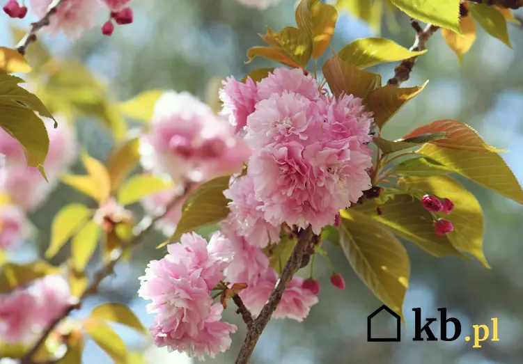Wiśnia Kanzan w ogrodzie w czasie kwitnienia, a także jej uprawa, wymagania i pielęgnacja w ogrodzie