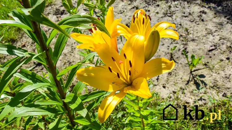 Kwiaty żółte lilie w ogrodzie w czasie kwitnienia, a także jak i kiedy przesadzać lilie