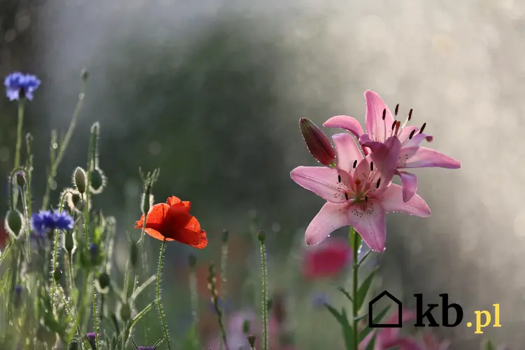 Kwiat lilia orientalna w czasie kwitnienia w ogrodzie, a także jego uprawa i pielęgnacja w ogrodzie