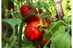 Podwiązywanie pomidorów: dlaczego i jak