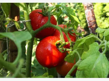 Ilustracja artykułu jak podwiązać pomidory. wyjaśniamy po co i jak to zrobić
