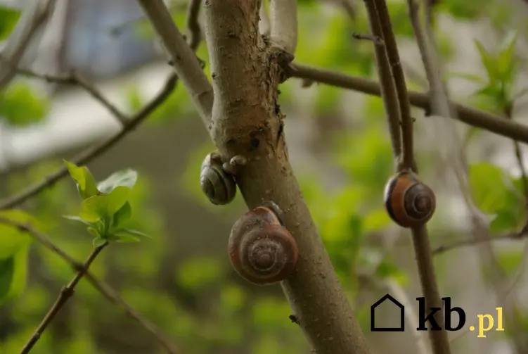 Ślimaki w ogrodzie na gałęziach drzewa, a także porady, jaki preparat na ślimaki wybrać