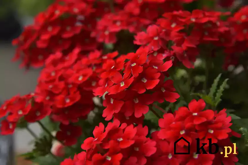 Czerwone kwiaty werbeny ogrodowej