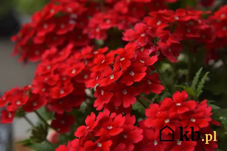Czerwone kwiaty werbeny, a także werbena ogrodowa oraz jej opis i wymagania uprawne