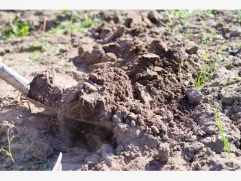 Ilustracja artykułu rodzaje gleb - informacje, występowanie, wykorzystanie, porady praktyczne