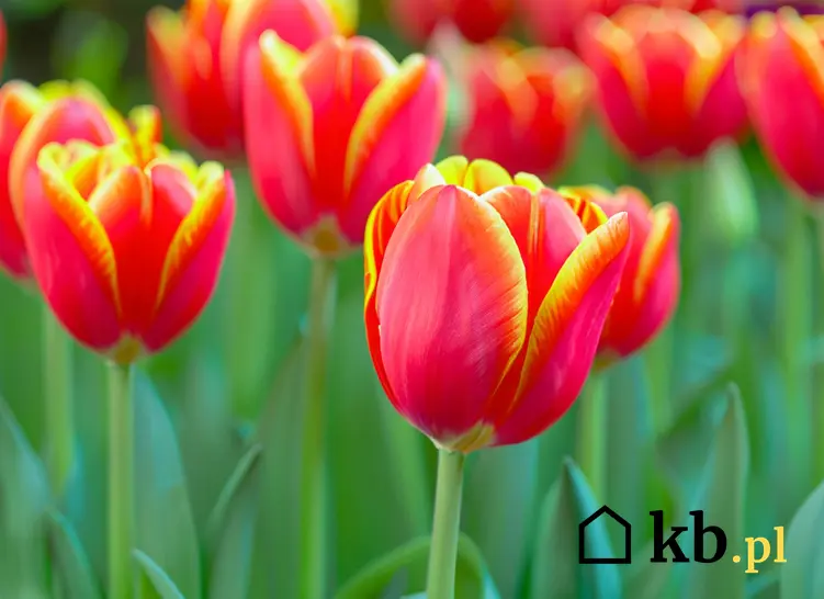 Tulipany w czasie kwitnienia oraz zbliżenie na kwiat, a także porady i pielęgnacja krok po kroku