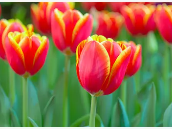 Ilustracja artykułu tulipany - charakterystyka, odmiany, sadzenie, pielęgnacja, zimowanie