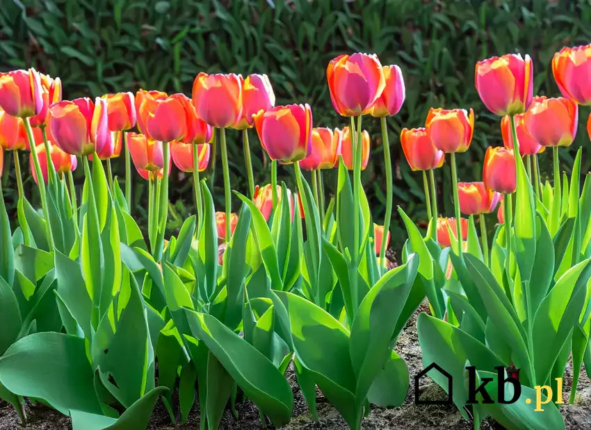 Kolorowe tulipany w pełnym rozkwicie