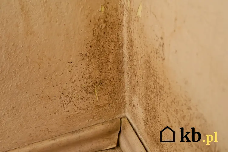 Grzyb i pleśń na ścianie, a także porady, jak zwalczyć grzyb na ścianie krok po kroku