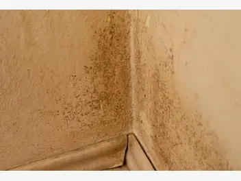 Ilustracja artykułu jak zwalczyć grzyb na ścianie? 5 sprawdzonych sposobów na pleśń