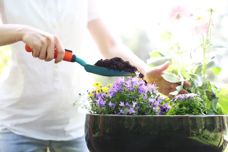 Sadzonki do ogrodu – kiedy i jak sadzić, aby cieszyć się obfitym kwitnieniem?