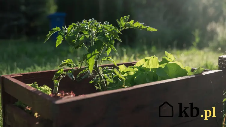Pomidory i sałata uprawiane w skrzyni, a także ogród warzywny w skrzyniach bez tajemnic