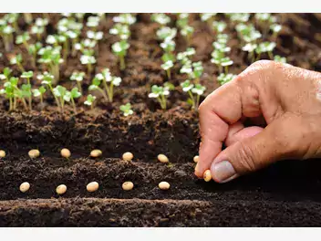 Ilustracja artykułu dlaczego warto uprawiać rośliny z nasion?