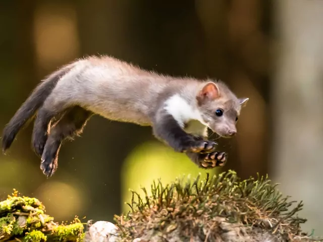 Jak pozbyć się kun z poddasza?