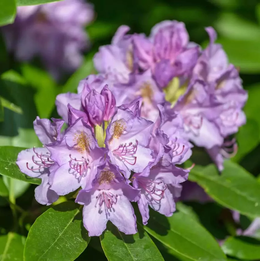 Rododendron