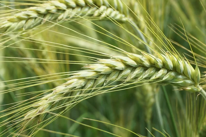 Wybieraj nasiona holenderskie od sprawdzonych producentów, aby zapewnić roślinom dobrą odporność i równomierny wzrost Nasiona holenderskie