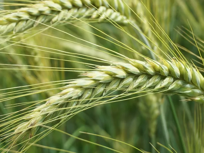 Zalety nasion holenderskich