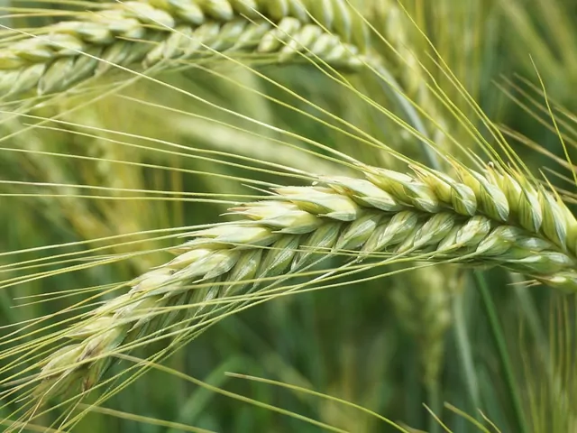 Zalety nasion holenderskich