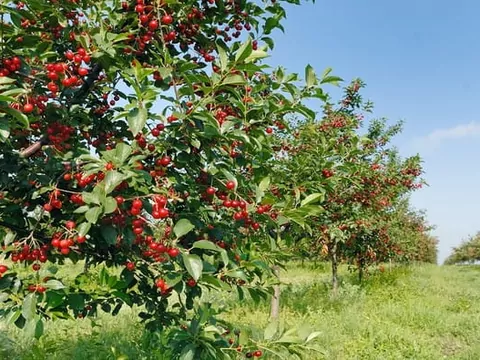 Odmiany wiśni w Polsce