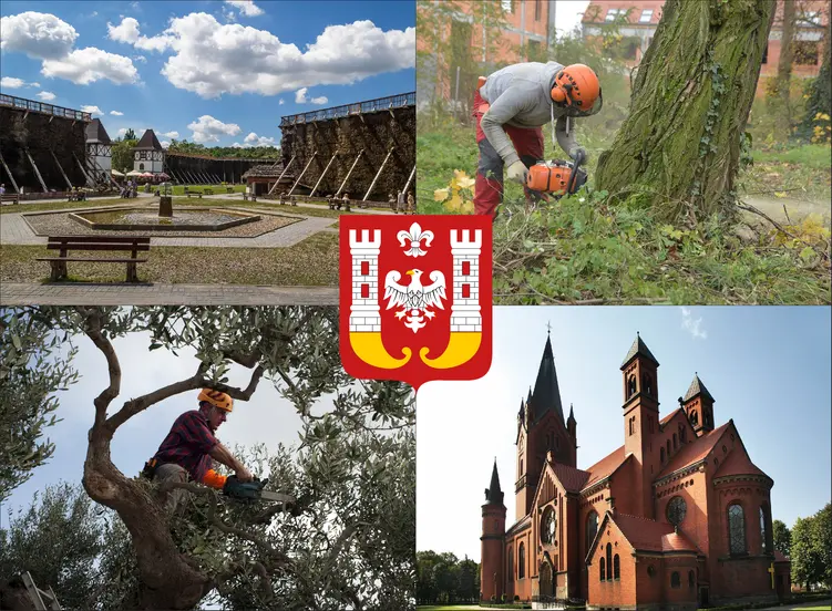 Inowrocław - cennik wycinki drzew