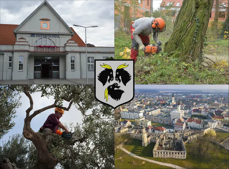 Kędzierzyn-Koźle - cennik wycinki drzew - zobacz lokalne ceny ścinania drzew